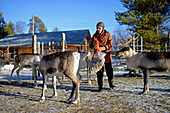 Auf der Rentierfarm von Tuula Airamo, einem Nachfahren der S?mi, am Muttus-See. Inari, Lappland, Finnland