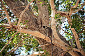 Hanuman-Langur (Semnopithecus entellus) auf einem Baum, Udawalawe-Nationalpark, an der Grenze der Provinzen Sabaragamuwa und Uva, in Sri Lanka