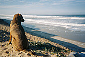Analoges Porträt eines Hundes, der am Strand auf den Horizont schaut, Portugal