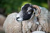 Swaledale Sheep posing on a field in Yorkshire England