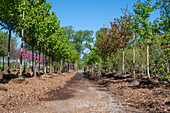 Manorview Farm Tree Nursery