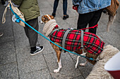 Thousands of people demonstrate in Spain to demand an end to hunting with dogs, Zaragoza, Spain