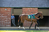 Race horse's in Ripon Races England 2023