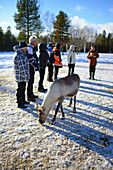 In the Reindeer farm of Tuula Airamo, a S?mi descendant, by Muttus Lake. Inari, Lapland, Finland