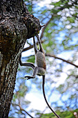 Gray langur or Hanuman langur hanging from tree in Anuradhapura, Sri Lanka
