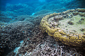 Coral reef in Ishigaki, Okinawa, Japan