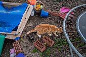 Cat in rural house backyard