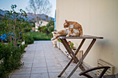 Junge Katze streckt sich auf einem Gartentisch