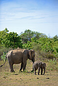 Sri Lankischer Elefant (Elephas maximus maximus) im Udawalawe-Nationalpark, an der Grenze zwischen den Provinzen Sabaragamuwa und Uva, in Sri Lanka