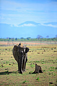 Sri Lankan elephant (Elephas maximus maximus) in Udawalawe National Park, on the boundary of Sabaragamuwa and Uva Provinces, in Sri Lanka.