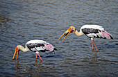 Gemalte Störche (Mycteria leucocephala) im Wasser. Udawalawe-Nationalpark, an der Grenze zwischen den Provinzen Sabaragamuwa und Uva in Sri Lanka