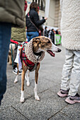 Thousands of people demonstrate in Spain to demand an end to hunting with dogs, Zaragoza, Spain