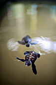 Sea Turtle Hatchery and Rescue Center founded by B.K. Ariyapala in Paraliya, Sri Lanka