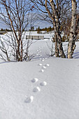 Schritte eines kleinen Säugetiers im Schnee, Lappland, Finnland