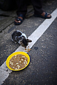 Straßenkätzchen frisst Katzenfutter mit Blick auf die Füße eines Mannes, Galle, Sri Lanka