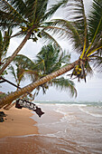 Das Schild von Mamas Coral Beach Hotel hängt an einer Palme in Hikkaduwa, Sri Lanka