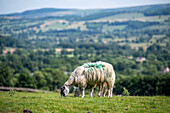 Swaledale-Schafe fressen Gras auf einem Hügel in Yorkshire, England