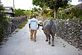 Man and water buffalo in Taketomi Island, Okinawa Prefecture, Japan