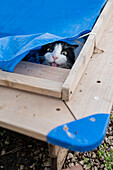 Lustige Aufnahme einer jungen Katze, die unter einem Tuch im Garten versteckt ist