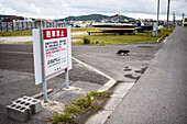 Schwarze Katze läuft durch die Straßen von Ishigaki, Okinawa, Japan