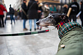 Tausende von Menschen demonstrieren in Spanien, um ein Ende der Jagd mit Hunden zu fordern, Zaragoza, Spanien