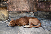 Straßenhund schläft in der antiken Stadt Polonnaruwa, Sri Lanka