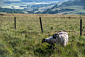 Swaledale-Schafe posieren auf einem Feld in Yorkshire, England