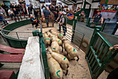 Livestock Auction in Hawes auction mart