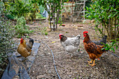 Free chickens in house backyard, Spain