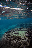 Reef in Ishigaki, Okinawa Prefecture, Japan