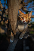 Cat on tree branch in rural house backyard