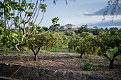 Orange tree fields in rural area of Altea, Alicante, Spain