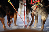 Husky-Schlittentour durch die Taiga mit Bearhillhusky in Rovaniemi, Lappland, Finnland, in der Wildnis