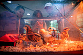 People looking at newly hatched baby chicks