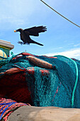 Schwarzer Vogel mit Futter im Schnabel auf traditionellem Fischerboot und Netzen in Weligama, Sri Lanka