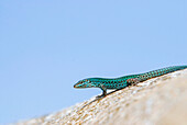 Formentera's sargantane, Icon of the island of Formentera, it is the only species of lizard that lives in the Pitiusan Islands, Spain