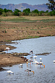 Painted storks (Mycteria leucocephala) in the water. Udawalawe National Park, on the boundary of Sabaragamuwa and Uva Provinces, in Sri Lanka.