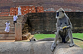 Monkeys outside Jetavanaramaya, a stupa located in the ruins of Jetavana in the sacred world heritage city of Anuradhapura, Sri Lanka