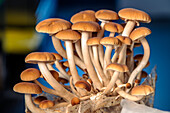 Edible mushrooms