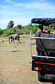 Sri Lankischer Elefant (Elephas maximus maximus) und Safari-Jeep im Udawalawe-Nationalpark, an der Grenze der Provinzen Sabaragamuwa und Uva, in Sri Lanka