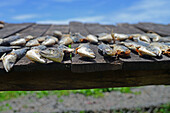 Straßenverkauf von getrocknetem Fisch in Weligama, Sri Lanka