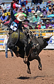 Rodeo-Wettbewerb während der Navajo Nation Fair, einer weltbekannten Veranstaltung, die die Landwirtschaft, die Kunst und das Kunsthandwerk der Navajo vorstellt und durch kulturelle Unterhaltung das Erbe der Navajo fördert und bewahrt. Window Rock, Arizona