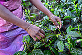Arbeiterinnen auf einer Teeplantage sammeln die obersten Schichten der Blätter und die zartesten Triebe für die Herstellung von weißem und grünem Ceylon-Tee