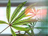Cannabis plants growing in lab for pharmaceutical research