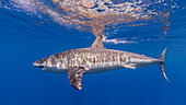 Mexiko, Guadalupe, Weißer Hai unter Wasser