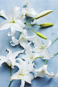 Studio shot of white lilies