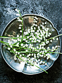 Studio shot of lilies of the valley on silver plate