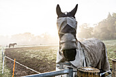 Pferd mit bedeckten Augen auf der Weide bei Sonnenaufgang