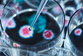 Pipettieren eines potenziellen Heilmittels auf einen Virus in einer Petrischale