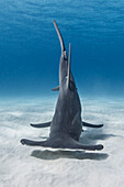 Bahamas, Bimini, Hammerhai schwimmt im Meer